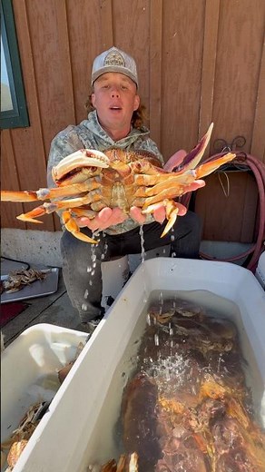 How to clean a Dungeness crab