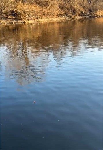 Nature is Healing: The Return of the Wild Ford