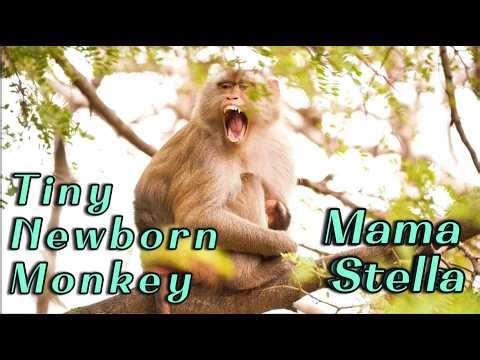 🔴Mama Monkey Stella’s Precious Newborn – 3 Days Old Baby Clings Lovingly to Mom
