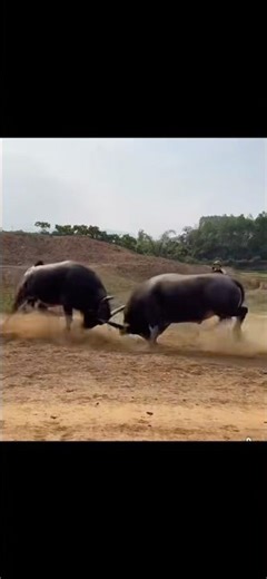 😲🥶 #vairalvideo #top #pig #buffalocheck #vairalvideo #thinhhanh