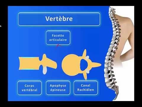 La Colonne Vertébrale