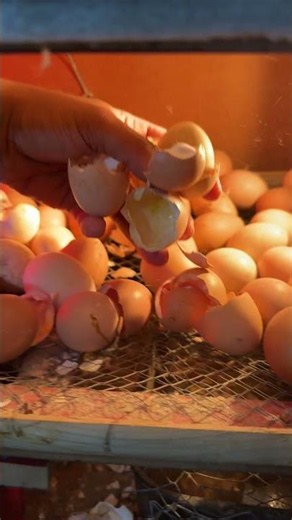 Removing Egg shells from Egg incubator