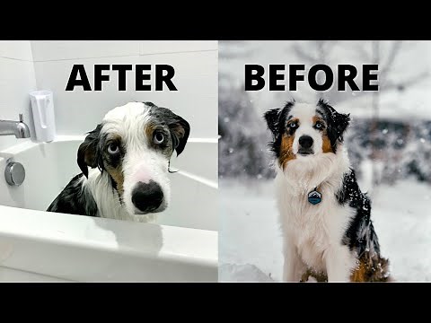 Grooming My Mini Aussies