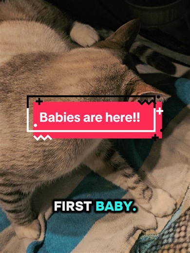 Chan-Tilly Lace (@chantilly_in_lace)’s videos with original sound - Chan-Tilly Lace