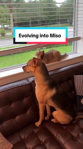 You can tell Cactus has been keeping a close eye on Miso. It is almost like he studies him every day and then decides which part of cat life he wants to try next. Lately his new project has been learning how to sit on the window sill just like Miso. Of course Miso makes it look effortless while Cactus ends up wobbling around like he is trying to solve a tricky puzzle. Still, he refuses to give up because if Miso can do it, then he believes he can too.