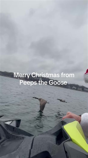 #Halloween #cobrachicken #goosehunt #peepsthegoose #minnesota | halloween birds