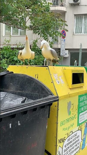 Seagulls Sound Funny Laughing || ViralHog