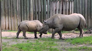 Happy birthday, Dalia! Today, Dalia our Eastern black rhino turns one! Watch her enjoy some birthday ice treats filled with strawberries, grapes and apples - her favorite! Dalia now weighs 900 pounds, and is doing great. Stop by the rhino habitat to wish Dalia a happy birthday today! | Cleveland Metroparks Zoo