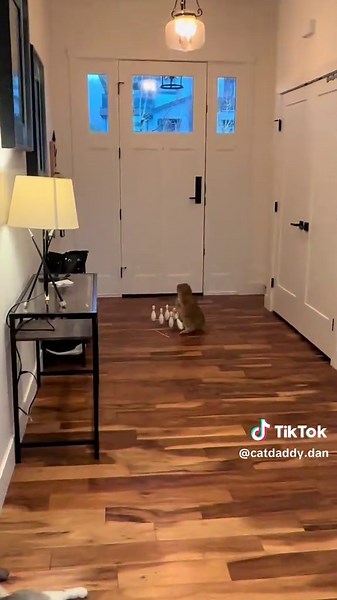 Cat Bowling Games: Watch Cats in Action