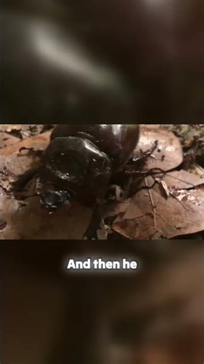 Poop Beetle's Secret Life: Amazing Behavior!