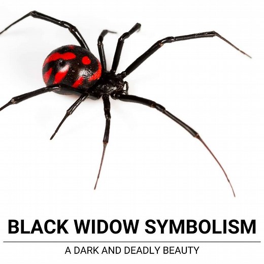 Black Widow Symbolism: A Dark And Deadly Beauty