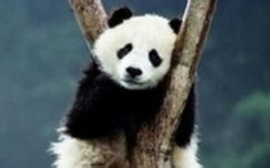 【CCTV9 纪录片】大熊猫