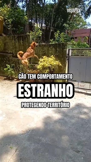 Vigilância nível canguru #cachorro #vigilância #território #vídeocurioso #videoengraçado