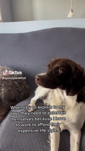 #brittanyspaniel #labradoodle #canineenrichement #millenialdogmom #dogsofttiktok