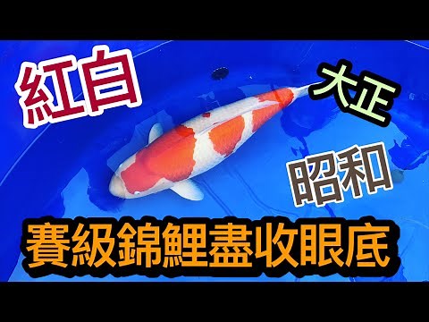 錦鯉賽級大集合－紅白、昭和、大正、藍衣、巨鯉一次到位,帶大家來去參加臺灣錦鯉比賽！！！內行人到底怎麼看錦鯉怎麼玩錦鯉,什麼才能夠稱為漂亮的錦鯉,就讓我們用影片來看看這次桃園愛鯉協會所舉辦的錦鯉品評會