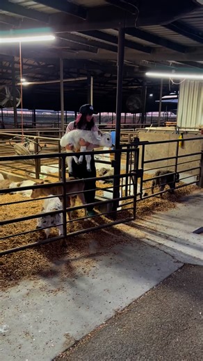 You get a mini cow, I get a mini Cow, we all get a mini cow!! Little preview of some of our calves!! #godisgood #minicow #highlandcow #cowsofinstagram #minicows #hobbyfarm | Bougie Cattle Company