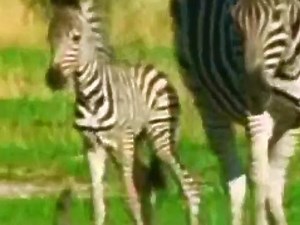 Pampers Diapers Presents Baby Animals 1999 TV Commercial HD