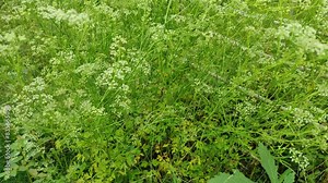 Learn the secrets of wild celery seeds! From plant identification to harvesting techniques, this video covers everything you need to know about this fascinating plant. Great for foragers and gardeners