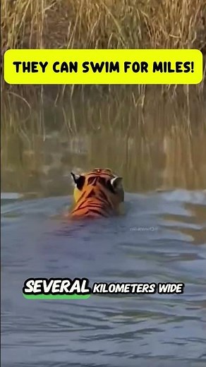 Tigers Are Incredible Swimmers!
