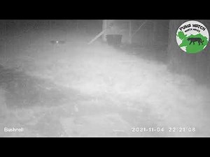 Big cat in paddock near Pentrefoelas, North Wales