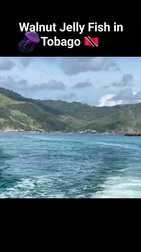 Ever Seen this Jelly Fish Before ? We touched it and....... | Chef Jason Peru