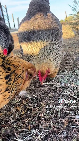 Items Chickens Should Never Eat: A Warning for Chicken Owners