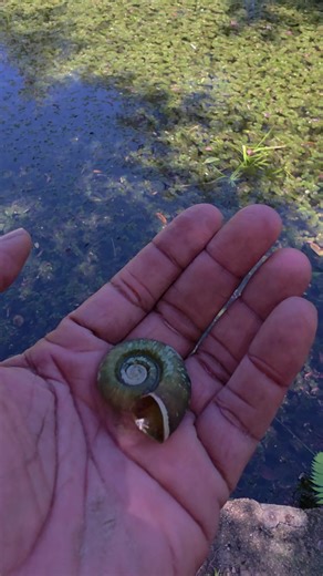 The apple snail is one of the invasive species now found in freshwater bodies, including the pond at Hope Gardens. I was told that this pond used to be full of blooming water lilies, but after the introduction of these invasive snails, we are seeing far fewer lilies flowering. Apple snails are heavy grazers and can drastically reduce aquatic plants, changing the whole pond ecosystem. This is a clear example of how invasive species can quietly but seriously alter our natural spaces. 🌿🐌💧 Follow