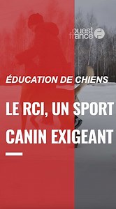 Plongez au coeur d’un un sport canin de prestige 🐶 🏅 🐕 Le RCI, ou Règlement de Concours Internationale, est une discipline canine mondialement reconnue. Cette pratique sportive exigeante est conçue pour évaluer les qualités des chiens d'utilité, réunissant 3 exercices : Pistage, Obéissance et Défense. Les méthodes positives et sans violences sont indispensables pour le bon développement psychologique de l’animal, mais aussi pour l’atteinte des objectifs en toute sécurité 👍 | Ouest France