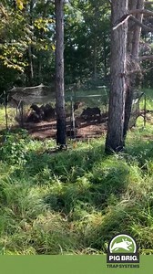 No complicated mechanisms. No false alarms. 🎯 Stop feral hogs with the Pig Brig Trap System. Learn more at pigbrig.com! | Pig Brig Trap Systems