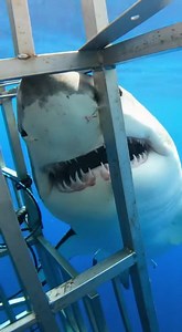 230K views · 1.5K reactions | #sharkattack #oceanlife #scarymoment #wildlife #deepsea #viralvideo #trending #dangerzone #sealife #caughtoncamera #sharks #oceanadventure | Sea Predator Attack | Facebook