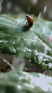 18K views · 161 reactions | How insects experience rain. ☔️It’s like a Tsunami | Curiosity Stream | Facebook