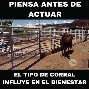 MAS INFO AQUI 👇 https://youtu.be/CtED_zhk7BM | ElektroChoke Cercos Eléctricos