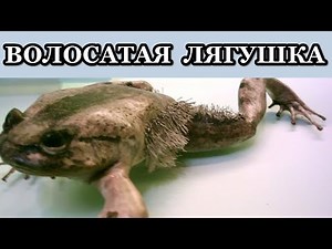 ВОЛОСАТАЯ ЛЯГУШКА