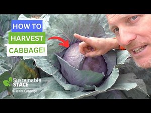 How To Harvest Cabbage