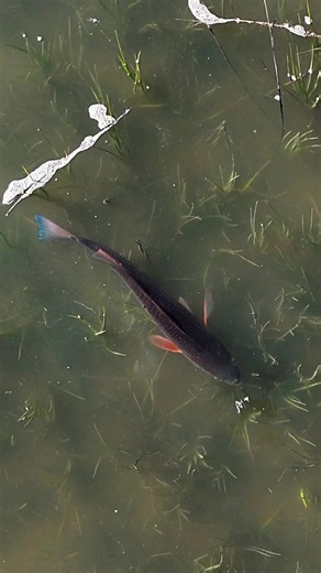 Redfish Fishing Tips: How to Catch Redfish and Explore Saltwater Flats