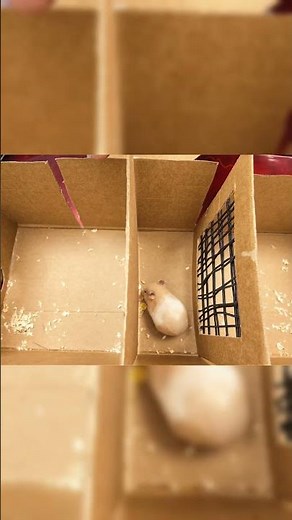DIY Cardboard Maze: Epic Hamster Escape Challenge! 📦#hamstermaze #petsinreallife #diy