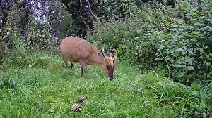 Birdsy captures this muntjac foraging. Muntjac feed on trees and shrubs, shoots, herbs, berries, nuts and fungi. Up to 85 different plants have been recorded in the species’ diet. This is a male as it has small, backward curving antlers. Birdsy has shown that this individual will often feed here with both badgers and foxes. AI is used to identify species and a video is saved, so you can check on visitors at any time. #Muntjac #Deer #Wildlife #Nature | Birdsy