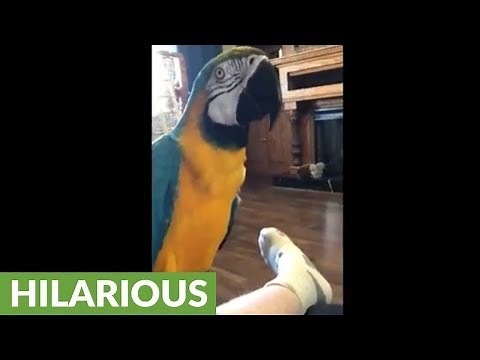 Parrot gets in screaming contest with human