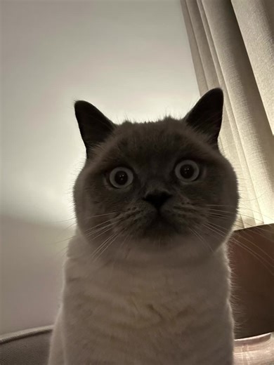 😳#cat #kitten #britishshorthair #bluepoint #cats