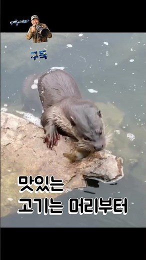 봄날 꺽지는 수달의 먹이 #꺽지 #봄 #지리산 #수달