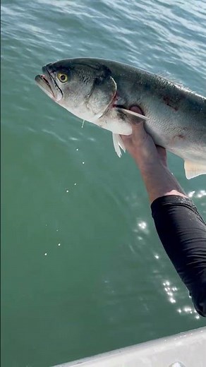 Large Bluefish Epic Topwater Fishing