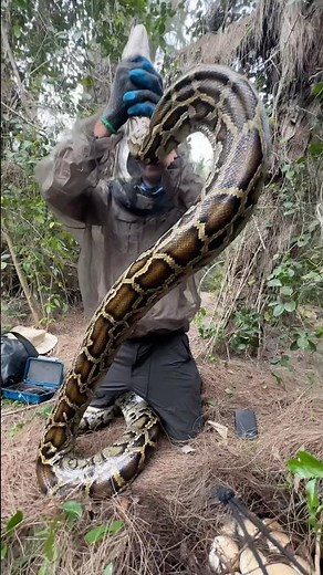This nesting Burmese Python in the Florida Everglades was STRONG! She lifted herself on her own!