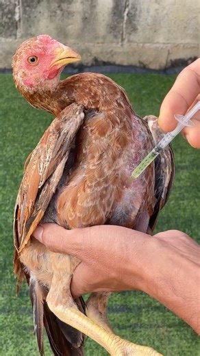 How to inject chickens to treat diseases #adorablechicks #chickenegg #chicken #vaccinator #birds