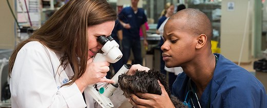 Ophthalmology - BluePearl Pet Hospital