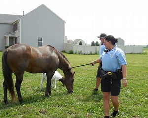 Cops Corral Horse, Goat After Escape Attempt