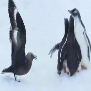 5.3K views · 63 reactions | Skua Attacking Three Penguin Chicks at Port Lockroy Join the group to see more videos and photos  : Animals Life | Animals Diary | Facebook