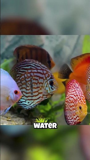 The Most Dramatic Fish In The World! (The King Diva)