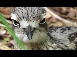Bush Stone Curlew Up Close: Nature’s Night Owl