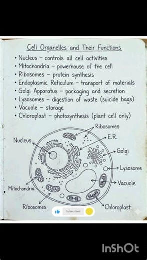 cell organelles and their functions #biology#mdcat#neet