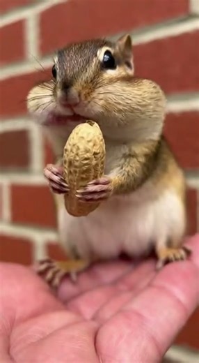 Singer chipmunk! Watch this tiny vocal powerhouse #music #viral #cute